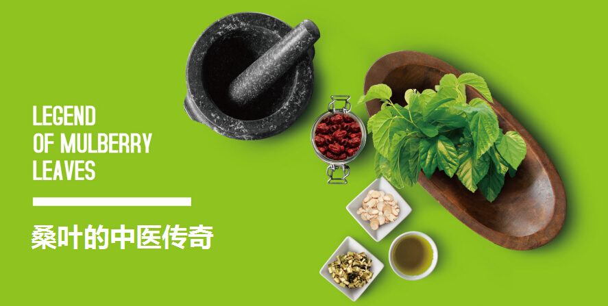 桑叶的中医传奇 桑叶的中医传奇
